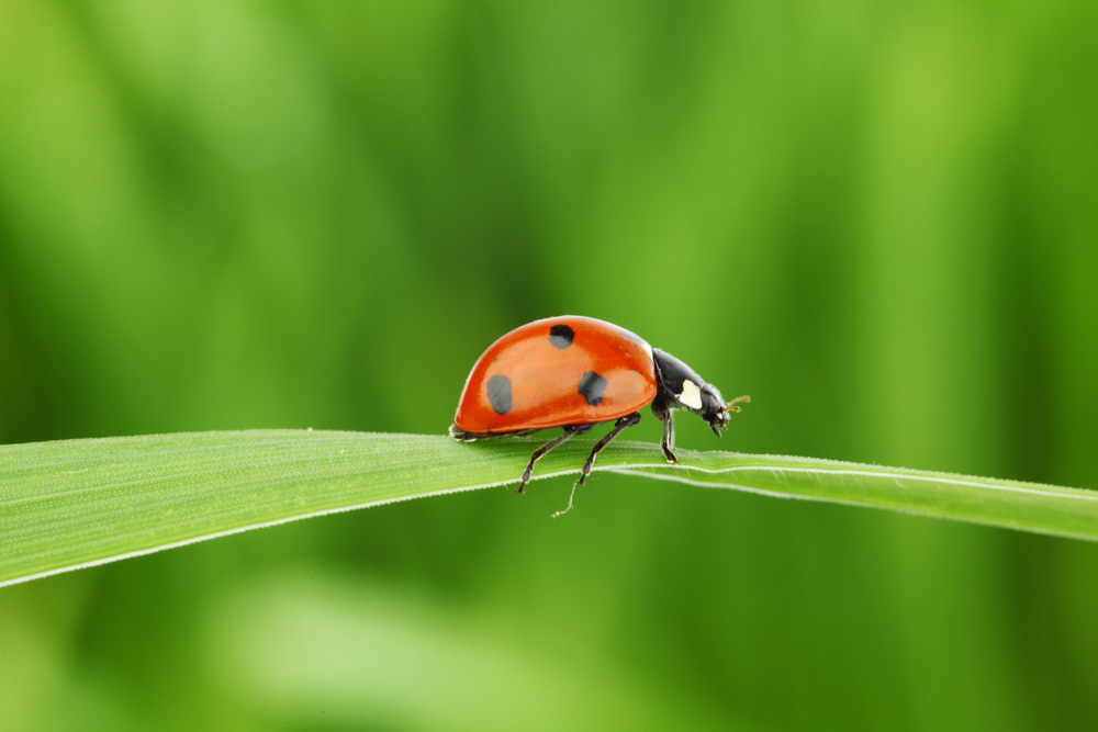 coccinelle homéopathie